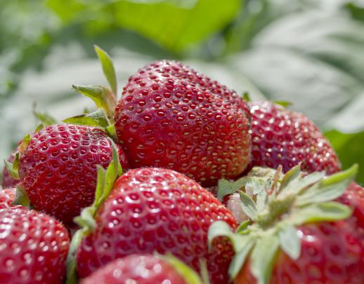 Cool wallpaper of strawberry patch, desktop wallpaper of greens, macro 