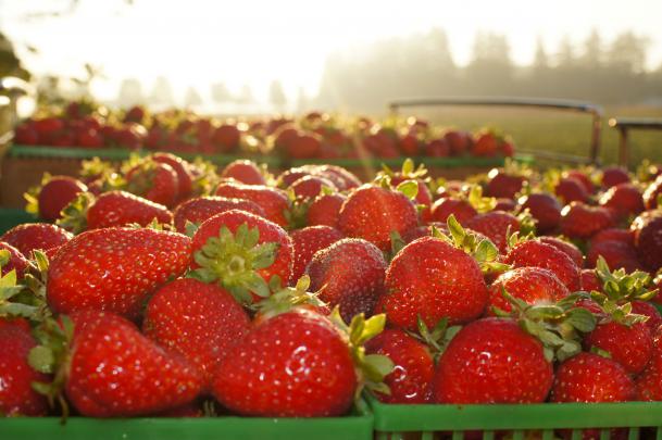 Strawberry Wallpapers Images Photos Pictures Backgrounds