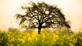 Full Hd Tree Wallpapers 1920x1080