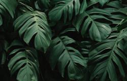Monstera Desktop Wallpaper