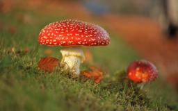 Mushroom Wallpaper Desktop