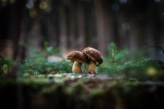 Mushroom Wallpaper Desktop