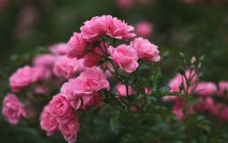 Pink Flower Desktop Wallpaper