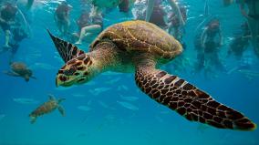 Sea Turtle Desktop Wallpaper