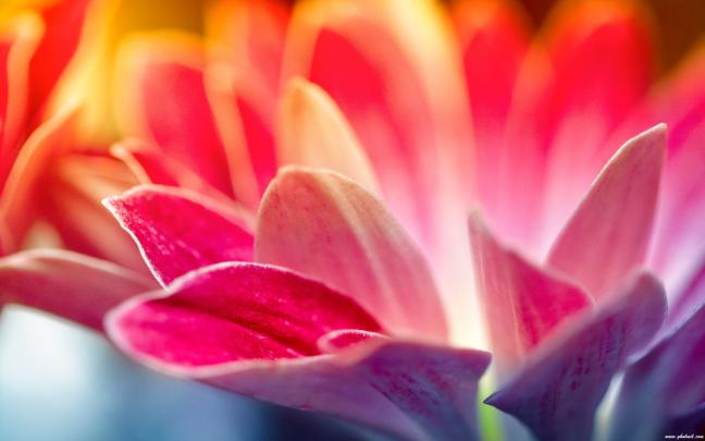1440p Desktop Wallpaper -