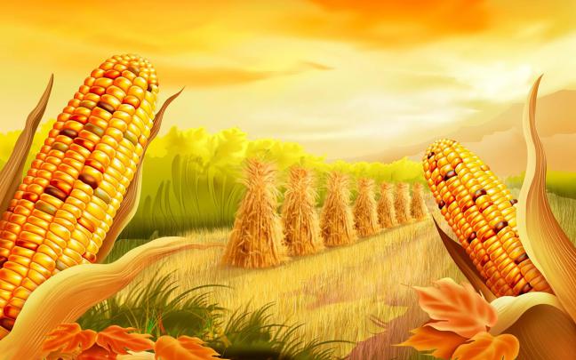 Corn Field Artistic Wallpaper 2560x1600