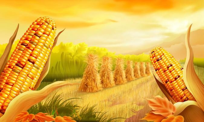 Corn Field Artistic Wallpaper 2560x1600