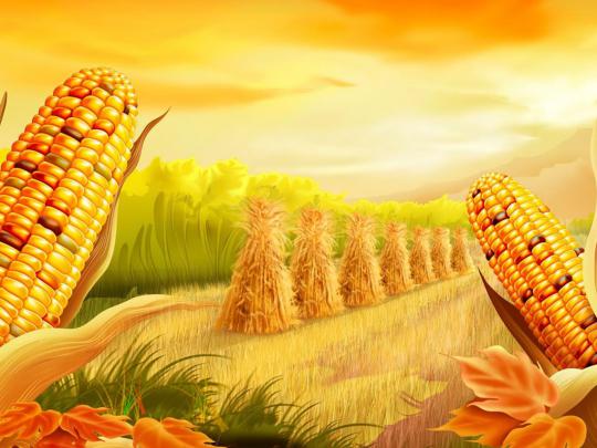 Corn Field Artistic Wallpaper 2560x1600