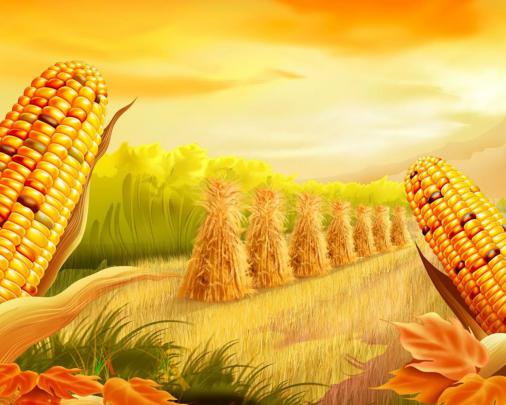 Corn Field Artistic Wallpaper 2560x1600