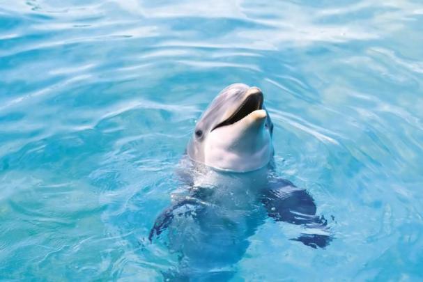 Dolphin wallpaper \u00b7\u2460 Download free cool HD wallpapers for desktop 