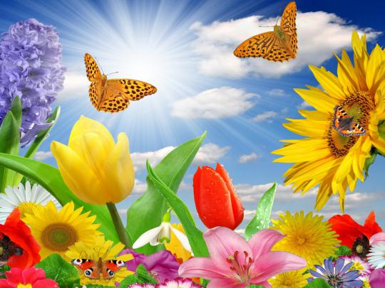 Summer Spring Butterfly Flowers Sunlight Rays Color 3264x2547 