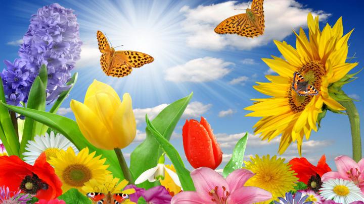 Summer Spring Butterfly Flowers Sunlight Rays Color 3264x2547 