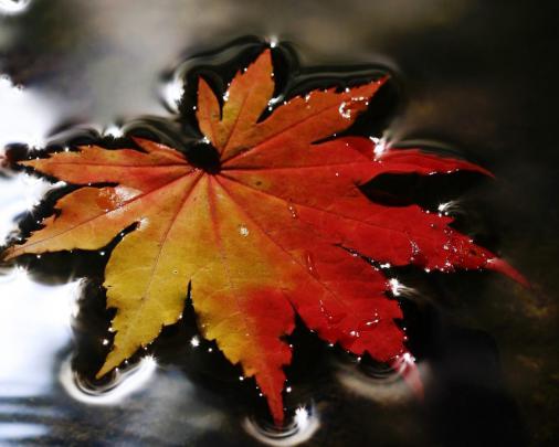 First Sign Of Fall