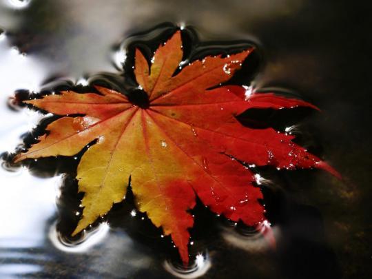 First Sign Of Fall