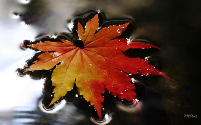 First Sign Of Fall