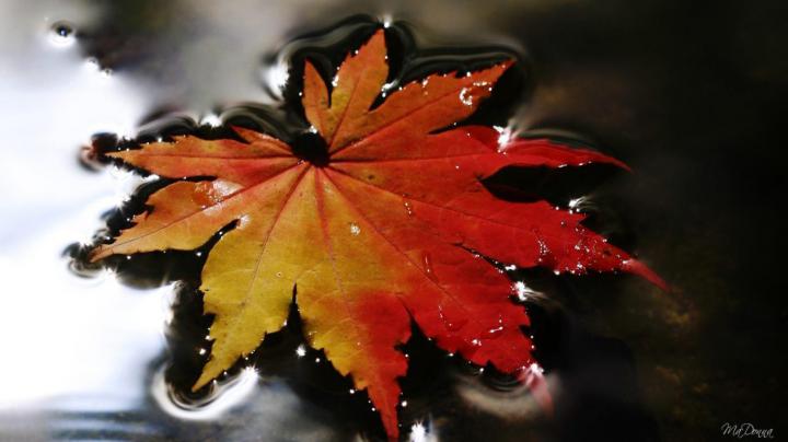 First Sign Of Fall