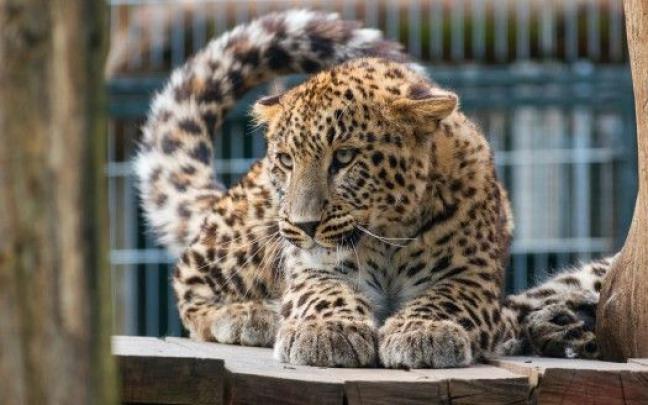 Leopard 5K | Uhd wallpaper, Bird wallpaper, Hd wallpaper