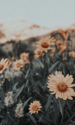 Aesthetically pleasing background | Flower iphone wallpaper, Iphone 