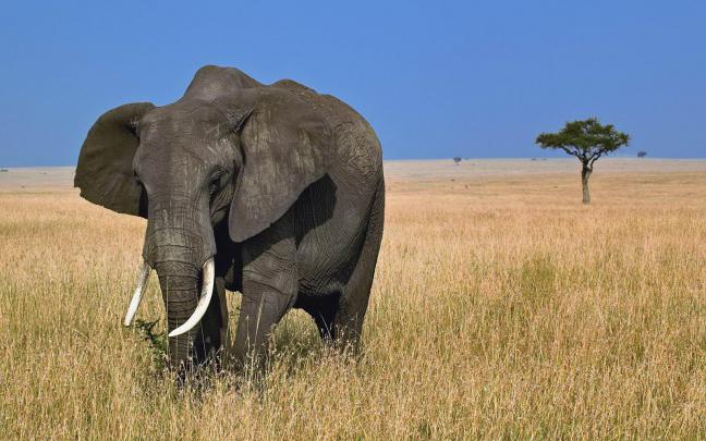 wallpapers: African Elephant Wallpapers