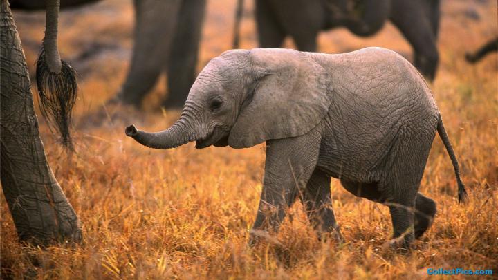 Elephant Desktop Wallpaper (77+ images)