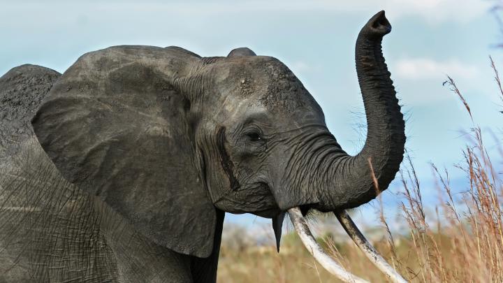 Elephant Desktop Wallpaper (77+ images)