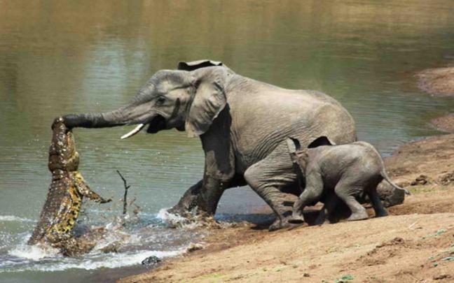 African Elephant Wallpaper (68+ images)