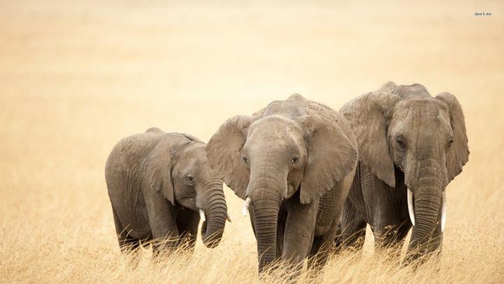 African Elephant Wallpapers