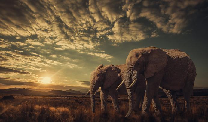 Elephant Desktop Wallpaper (77+ images)