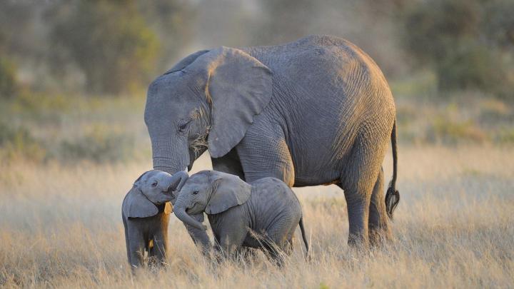 African Elephant Wallpaper (68+ images)