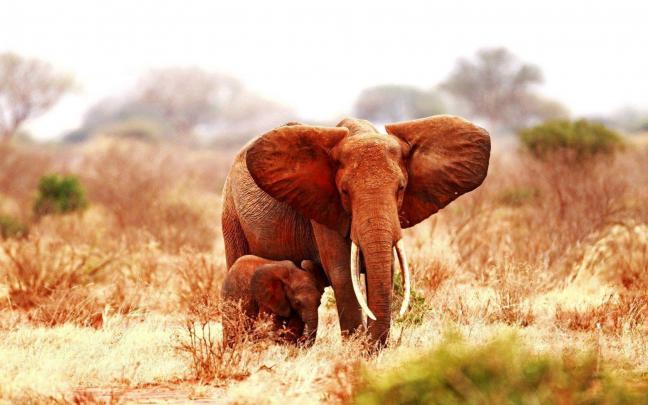 Baby Elephant Wallpapers