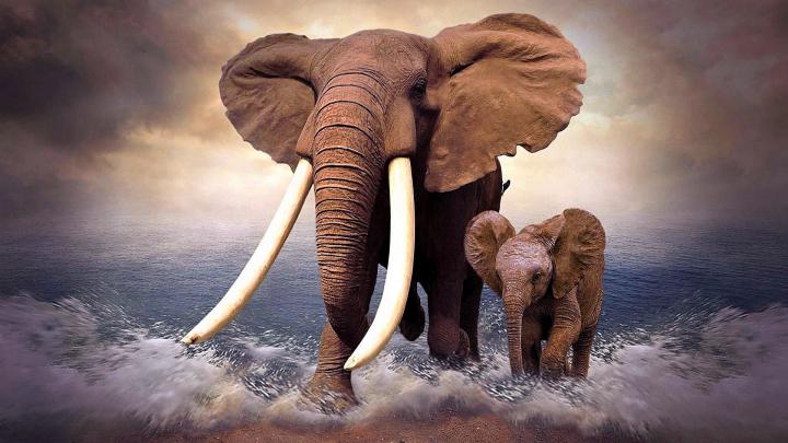 African Elephant Wallpaper (68+ images)