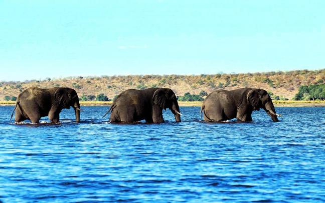 African Elephant Wallpapers