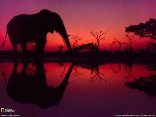 African Elephant Wallpapers