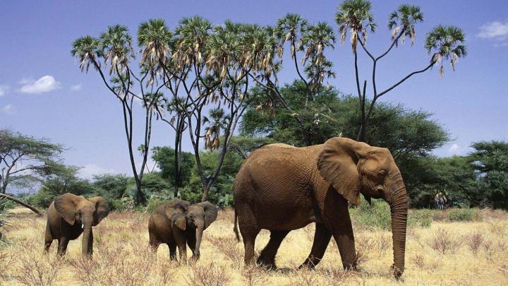 Elephant Desktop Backgrounds