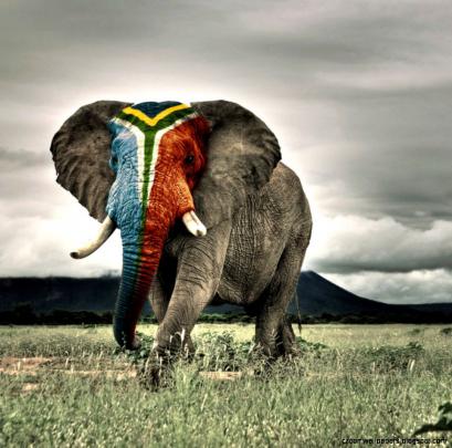 Iphone Wallpaper Elephant | Zoom Wallpapers