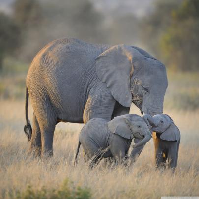 African Elephant Wallpaper (68+ images)