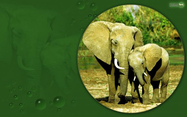 African Elephant Wallpaper (68+ images)