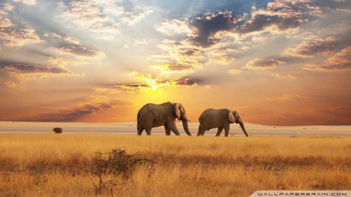 African Elephant Wallpaper (68+ images)