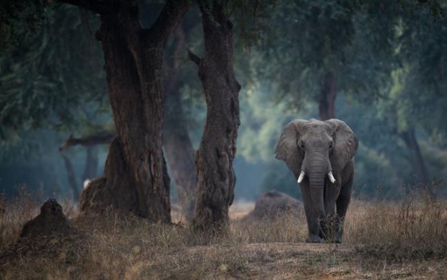 Download wallpapers African elephant, forest, wildlife, elephants, wild 