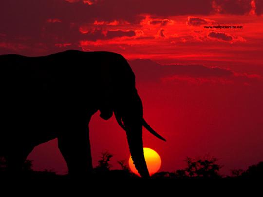 Image Gallary 3: Beautiful Elephant Wallpapers For Desktop