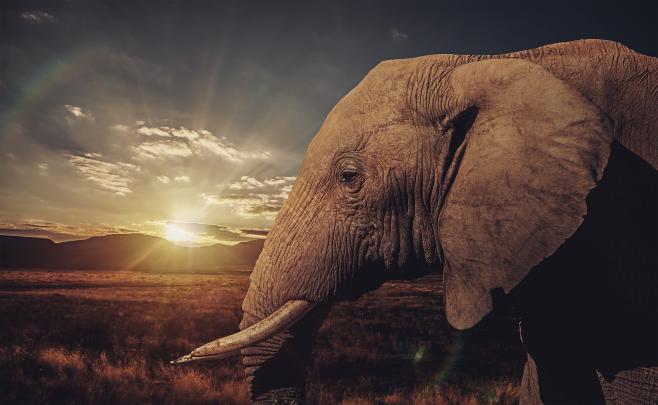 Wallpaper : animals, nature, wildlife, fauna, mammal, savanna 