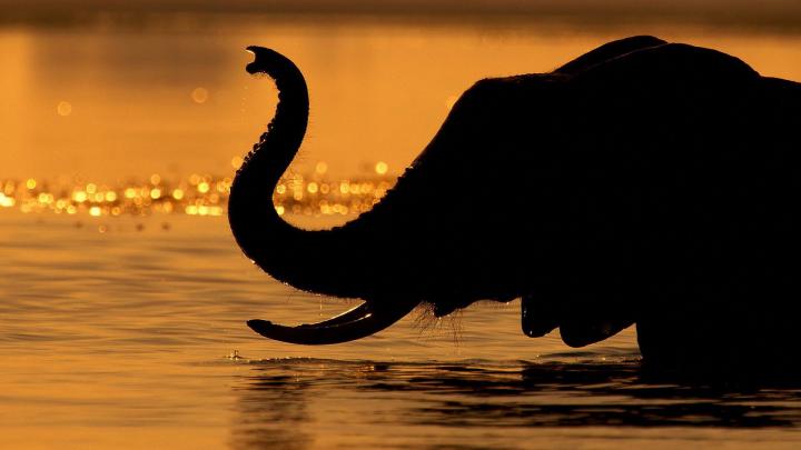 Elephant Desktop Wallpaper (77+ images)