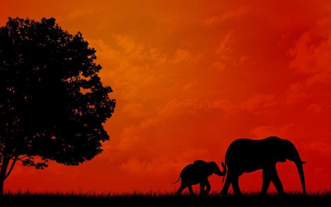 Elephants Wallpapers