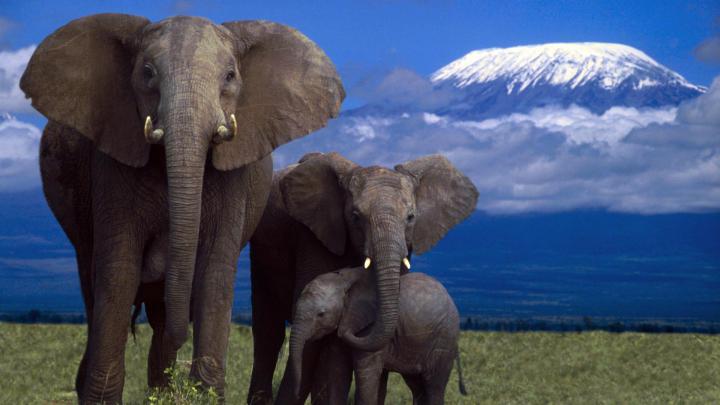 African Elephant Wallpapers