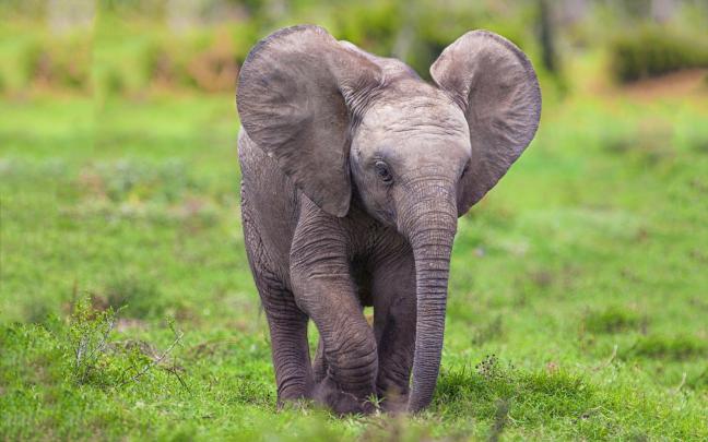 Free photo: Baby African Elephant - Africa, African, Animals - Free 