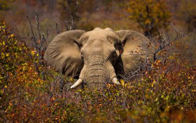 Download wallpapers elephant in the trees, african elephant, Africa 