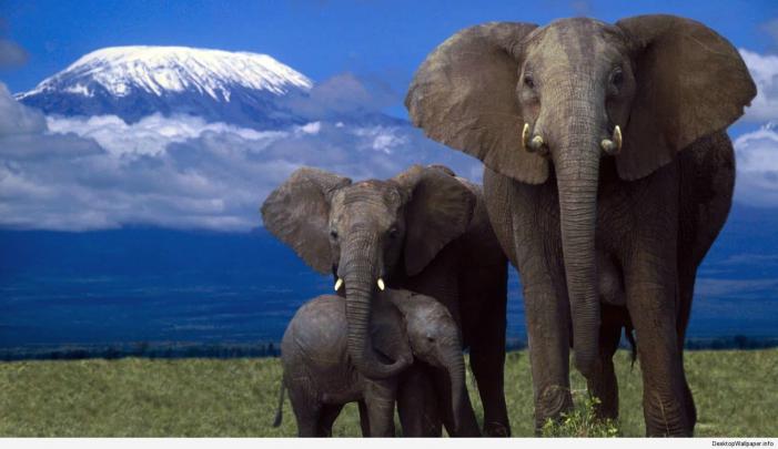 Elephant Desktop Backgrounds (74+ images)