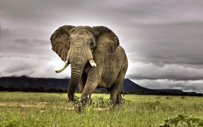 African Elephant Wallpapers HD \/ Desktop and Mobile Backgrounds