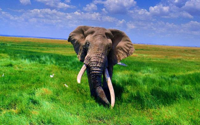 wallpaper: African Elephant Wallpapers