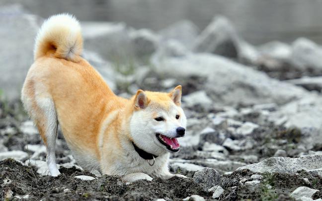 Akita Wallpaper Desktop